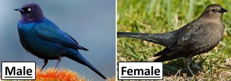 10 Types Of Blackbirds In Arizona Id Guide Bird Watching Hq