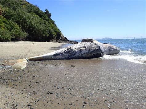 Dead Whale Found Near Carquinez Bridge Was Malnourished