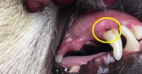 You Need To Check Your Dogs Mouth For This Common Parasite