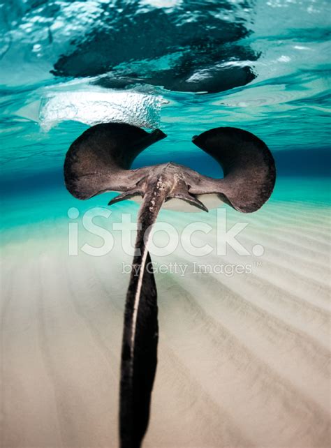 Stingray Swimming Stock Photo Royalty Free Freeimages