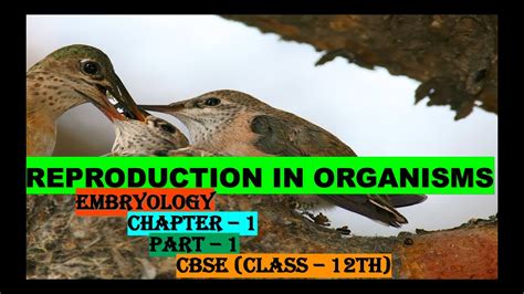 Reproduction In Organisms Part 1 Youtube