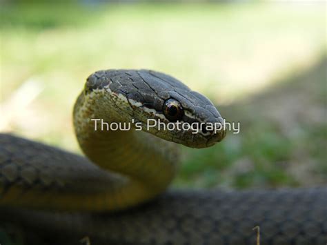 White Lipped Snake Is This My Best Side By Thows Photography