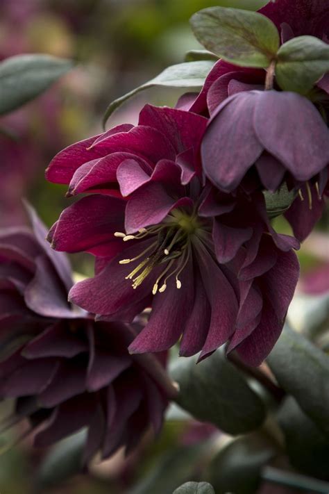 Flowering shrubs for shade zone 7. Pin on PERENNIALS (SHADE LOVING) ZONE 7