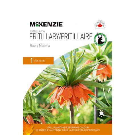 Bulbe Fritillaria Rubra Maxima De Mckenzie Paquet De Rona