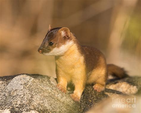 Long Tailed Weasel Hunting Photograph By Dennis Hammer Fine Art America