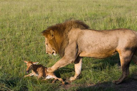 A Lion Plays With His Food Africa Geographic