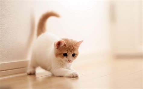 Aesthetic Cute Baby Cat Wallpapers Wallpaper Cave