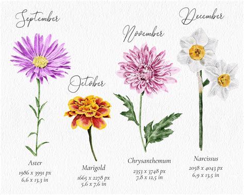 Watercolor Birth Flower Clipart Set Hand Painted Watercolor Etsy France