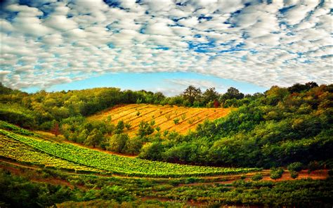 Summer Wallpaper Hd Sky With White Cloud Field Fields Vineyard Forest