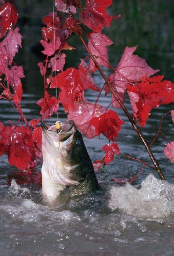 Spotted And Largemouth Bass Mighty Angler For Life