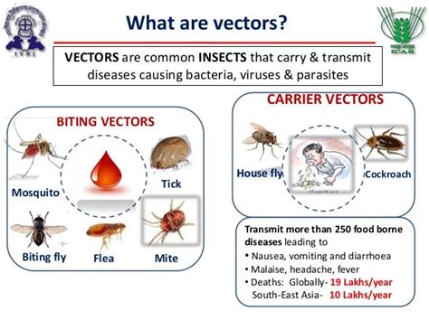 Vector Borne Diseases Pdf Buat Makalah