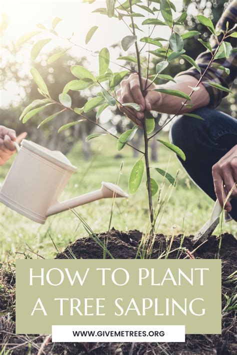 How To Plant A Tree Sapling