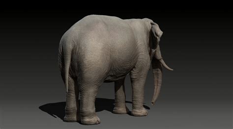 3d Animal Elephant Model Turbosquid 1685586