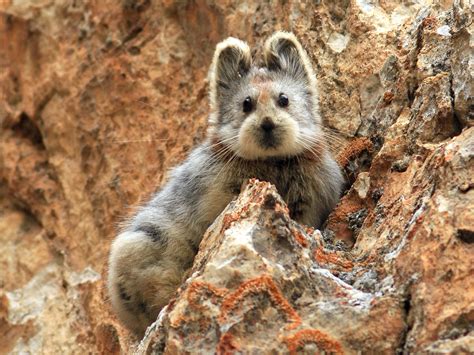 The Extremely Rare And Endangered Ili Pika Rpics