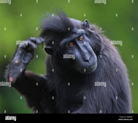 Monkey Scratching Its Head High Resolution Stock Photography And Images