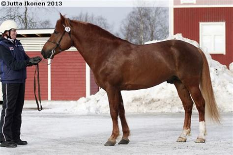 keisar   horses horse breeds eventing