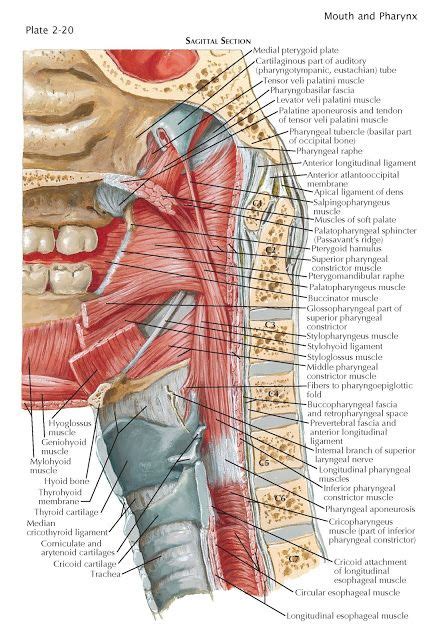 Musculature Of Pharynx Much Of The Framework Of The Lateral And