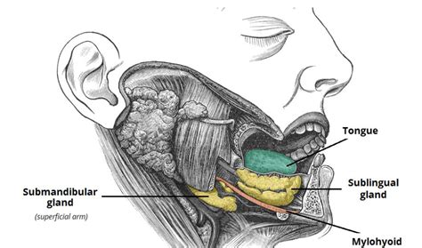 Head And Neck Anatomy Sublingual Salivary Gland
