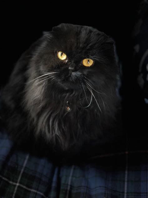 Black Scottish Fold Cat Named Vivienne Or The Alias Supercat Cat