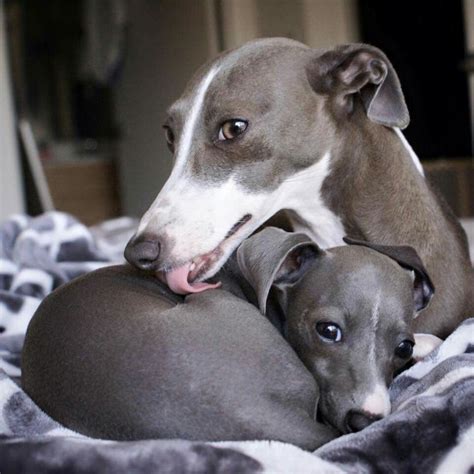Love At First Sight Whippet Puppies Whippet Dog Italian Greyhound