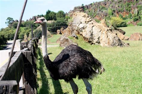 El avestruz pertenece a un orden de especie muy antiguo, llamado estrutioniforme, orden que comparte con otros animales como el ñandú. AVIARIOS UNAIPERIS: Avestruz de Cabárceno