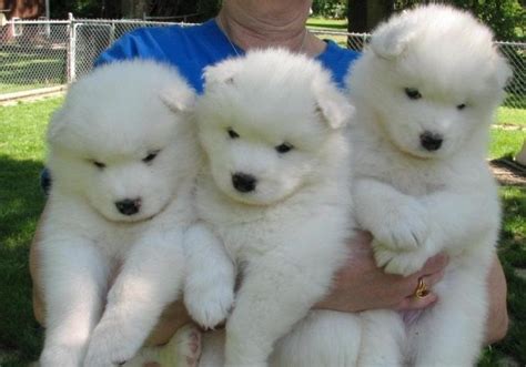 Samoyed Puppies For Sale Colorado Springs Co 222053