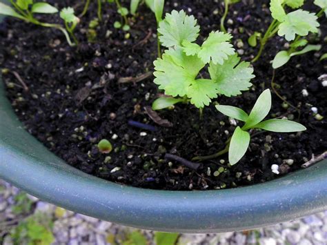 Livin In The Green Growing Cilantro In Pots All Season