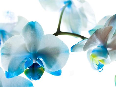 Orchid Flowers Wallpaper 33551531 Fanpop