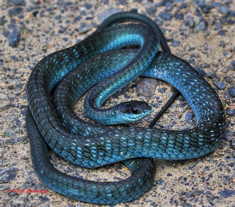 Common Tree Snake Blue Form Dendrelaphis Punctulata Flickr