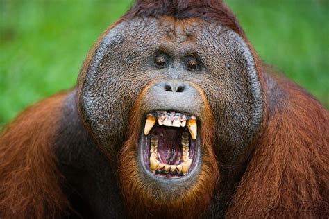 A Dominant Male Orangutan Jami Tarris Photography