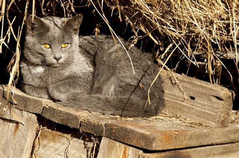 Ferals Strays And Barn Cats Cat Tales