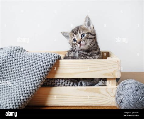 Cute Tabby Kittens Stock Photo Alamy