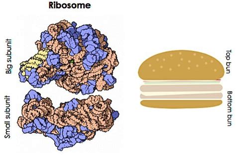 Ribosome — Structure And Function Expii
