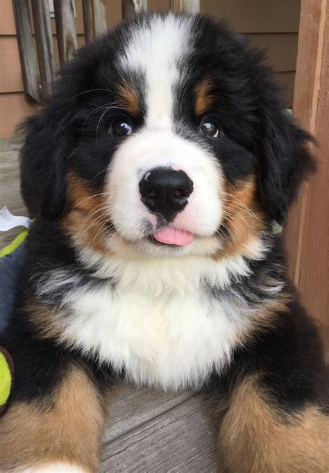 Our New Bernese Mountain Dog Puppy Marshal Ifttt2sz6qwb