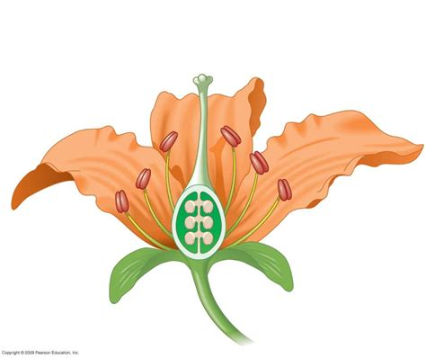 Blank Image Of Parts A Flower Best Flower Site