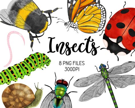 Watercolor Insects Clipart Bug Clipart Watercolour Butterfly Art