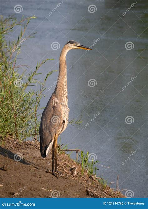 A Great Blue Heron Standing Tall Of The Shore Stock Photo Image Of