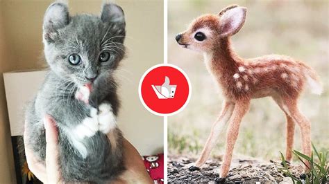 Cute Baby Animals Videos Compilation Cutest Animals 1 Youtube