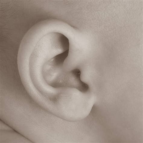 Attached Earlobe Stock Photos Pictures And Royalty Free Images Istock