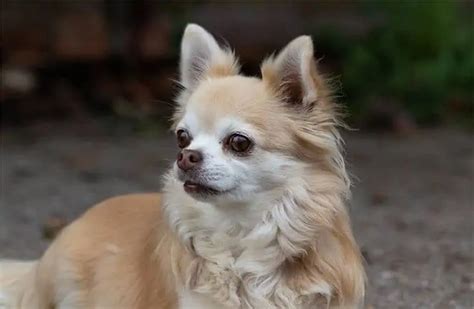 Long Haired Chihuahua Energetic And Demonstrative Little Dog