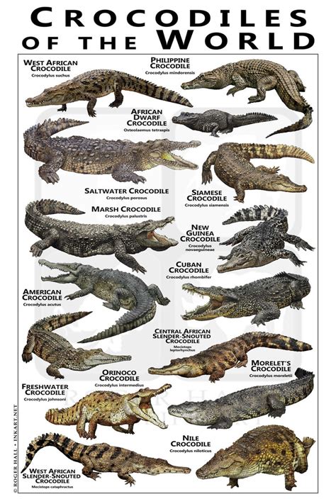 Crocodiles Of The World Poster Field Guide Etsy Saltwater