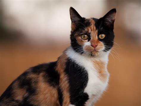 Shallow Focus Photography Of Calico Cat Hd Wallpaper Wallpaper Flare