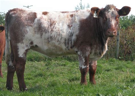 Milking Shorthorn Livestockpedia