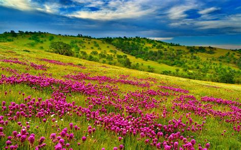 Nature Summer Meadow Landscape With Violet Flowers Forest Green Hills