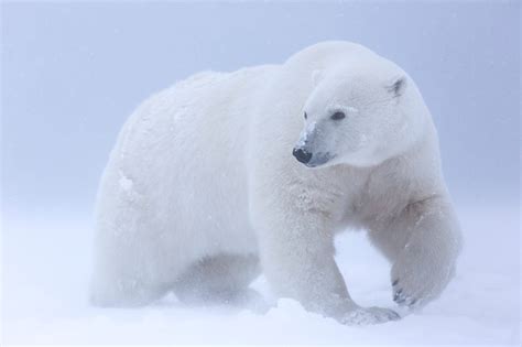 Polar Bear In Anwr Alaska By Matthew Studebaker 500px Polar Bear