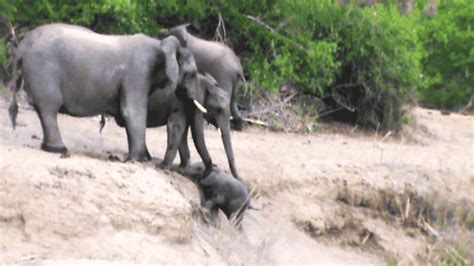 Elephants Help Calf That Cant Get Up The Ridge