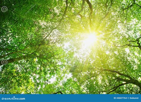 Sunbeams Pour Through Trees In Forest Stock Photo Image 44607764