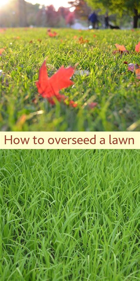 You can overseed to both correct a thin lawn as well as prevent thinning. How to Overseed a Lawn: check out these tips on how to overseed, what seed to use and how to ...