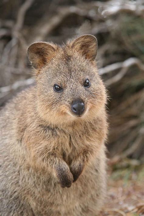 The Quokka Is A Native Australian Animal Found Only On Rottnest Island