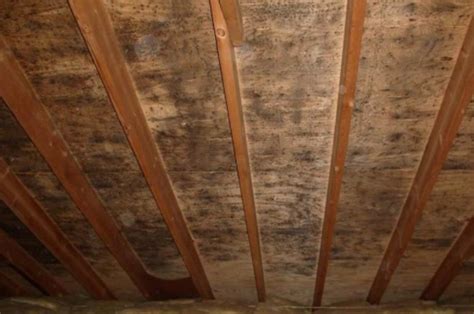 Sep 03, 2020 · carpet mold can produce unpleasant odors, degrade your carpet, and cause wheezing in asthma sufferers. DIY Mold Remediation Kit - Attic